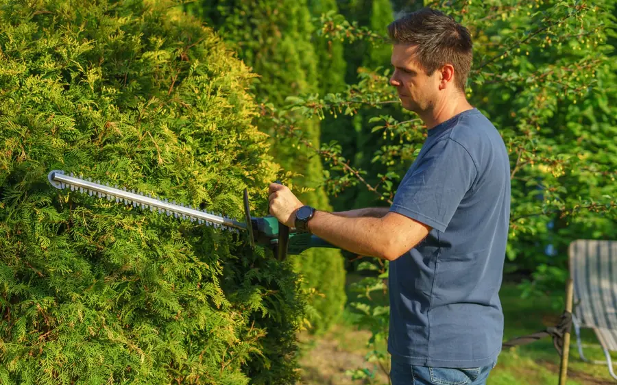 Heckenschnitt mit elektrischer Heckenschere im Garten